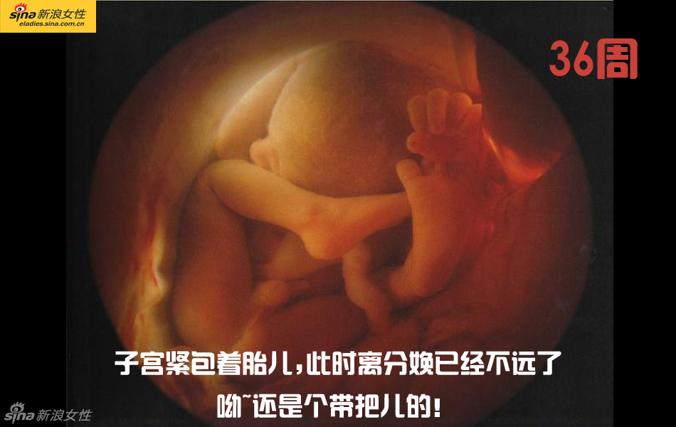 难得一见：从接吻到生子 震撼高清图解造人的全过程